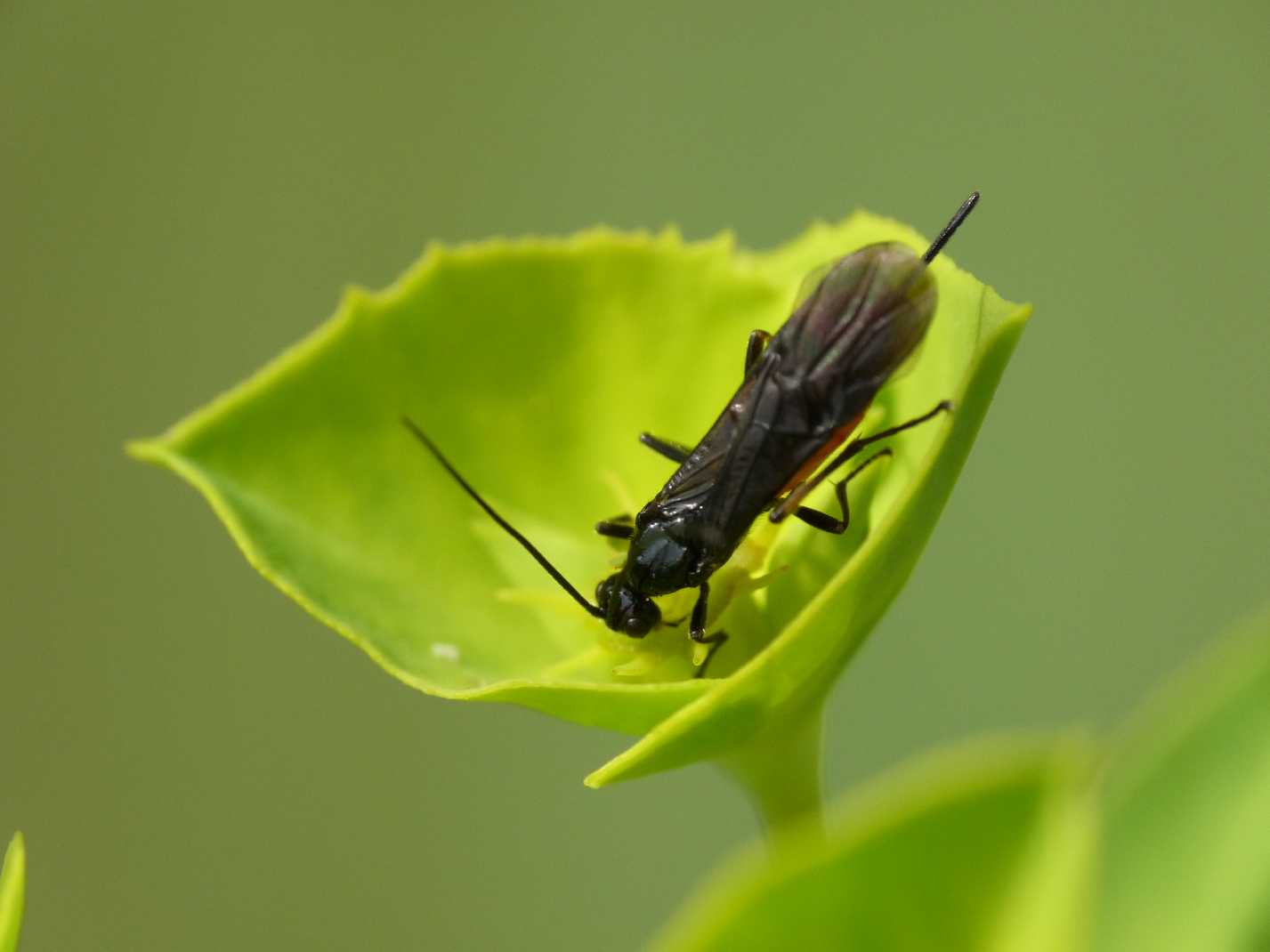 Braconidae